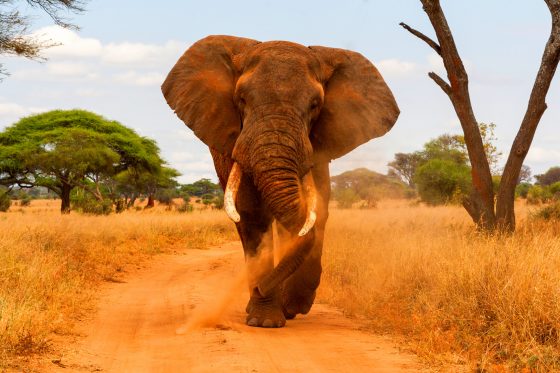Safari en Tanzanie - éléphant