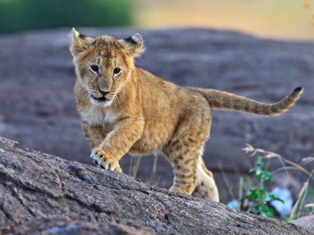 Safari en Tanzanie - Lionceau