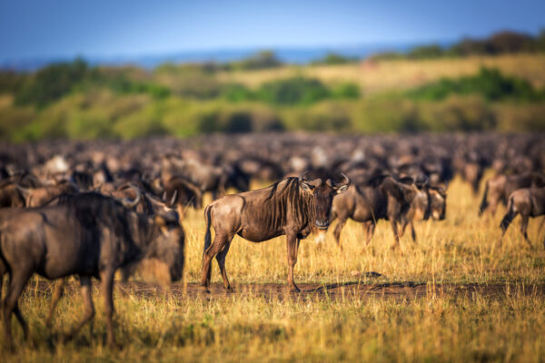 Grande migration des gnous - Tanzanie
