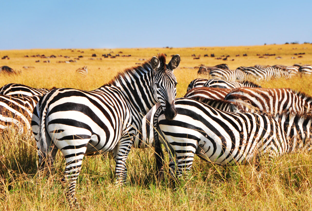 Safari en Tanzanie - zèbres