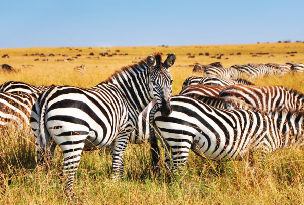 Safari en Tanzanie - zèbres