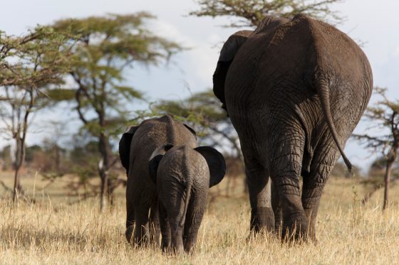 Safari en Tanzanie, famille d'éléphants