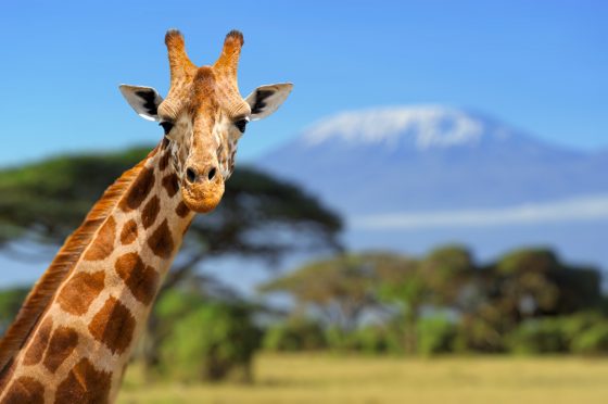 Safari au Kenya - amboseli