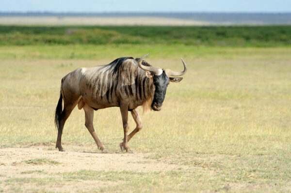Safari en Tanzanie - gnou