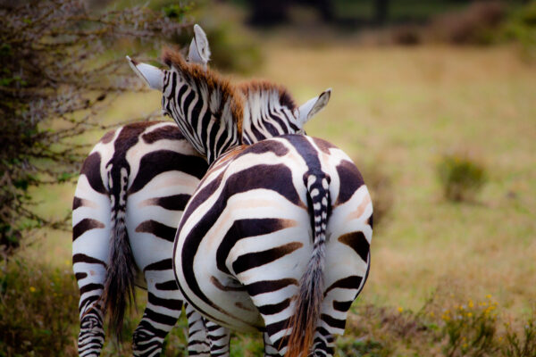 Safari en Tanzanie, couple de zèbre