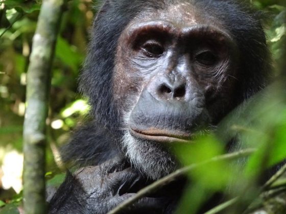 Safari en Ouganda - Chimpanzé