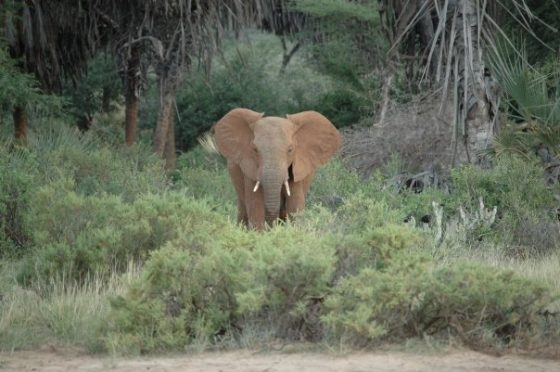 Safari au Kenya, Samburu