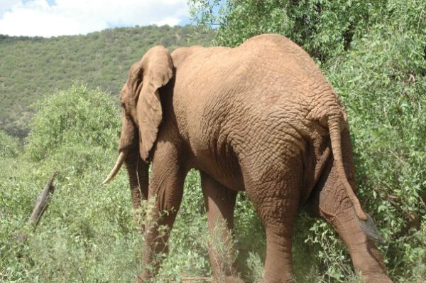 Le Special five de Samburu au Kenya