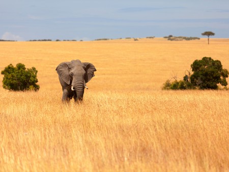Safari au Kenya, éléphant dans le Masai Mara