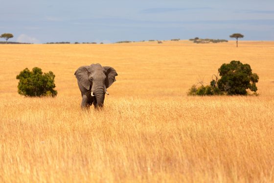 Safari au Kenya, éléphant dans le Masai Mara