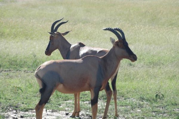 Safari au Kenya