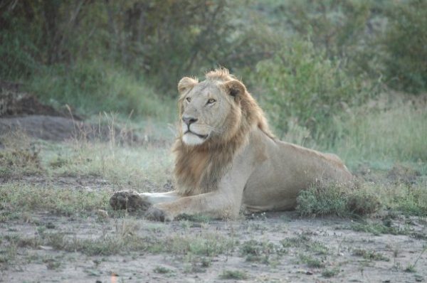 Safari au Kenya, Masaï Mara