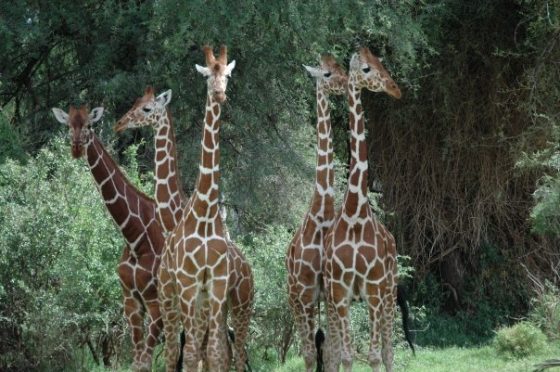 Voyage au Kenya, girafes