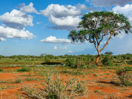 Safaris au Kenya, Tsavo
