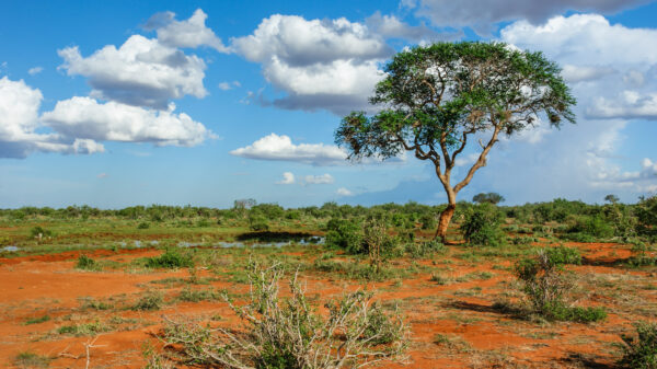 Safaris au Kenya, Tsavo