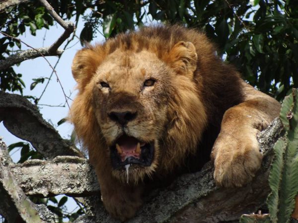 Safari en Ouganda - Ishasha