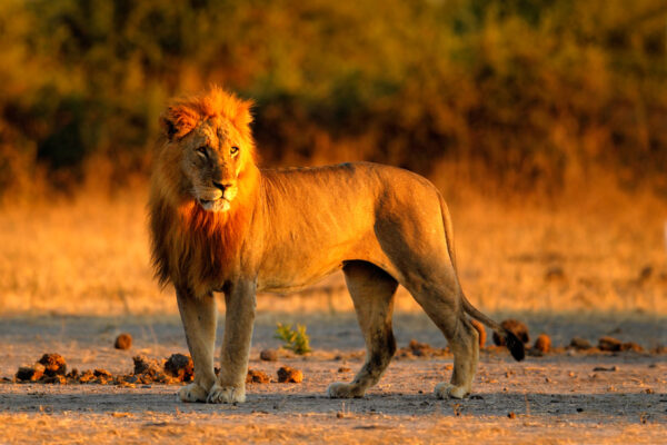 Safari Afrique du Sud - zèbre