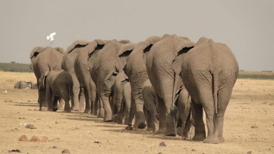 Safari au Kenya, éléphant à Amboseli