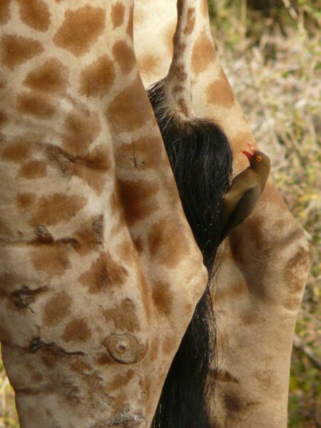 Safari en groupe en Tanzanie.