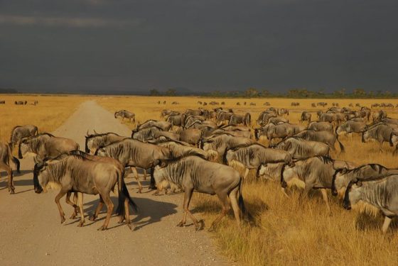 Migration des gnous Masaï Mara