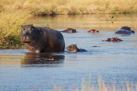 Safari sur mesure Botswana
