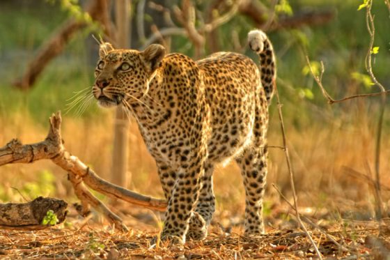 Safari Botswana, léopard
