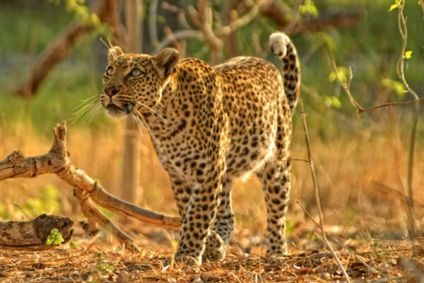 Safari Botswana, léopard