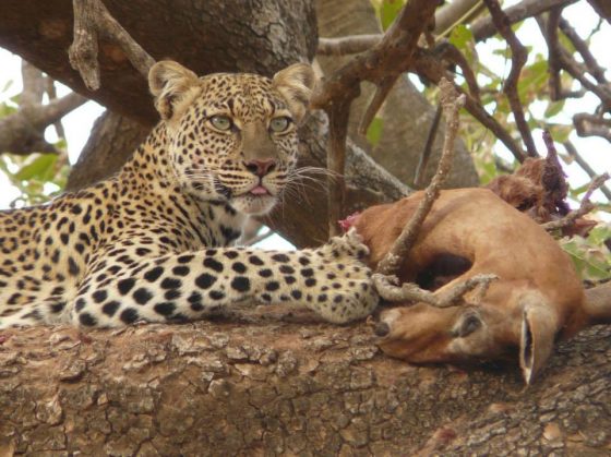 Safari Kenya, repas léoppard