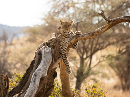 Safari-Kenya-Léopard