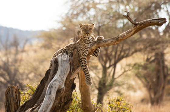 Safari-Kenya-Léopard
