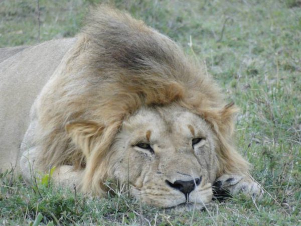 Safari en Afrique du Sud, Sabi Sand