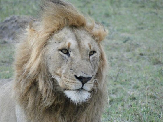 Safari au Kenya, lion