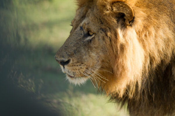 Safari au Kenya
