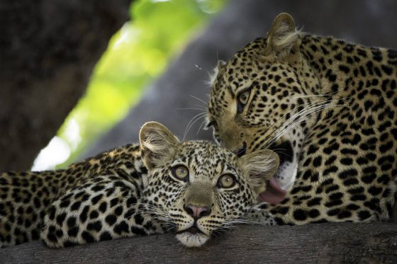 Safari Zambie, léopards