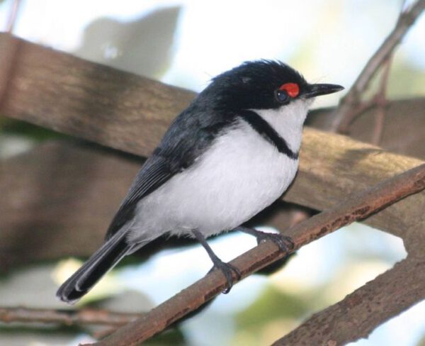 Safari au Malawi, oiseau