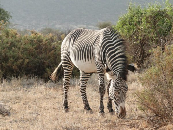 Safari au Kenya, zèbre