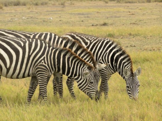 safaris au kenya, zèbres