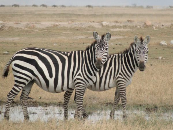 Safari privatif Kenya