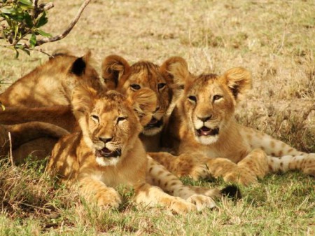 Safari en Tanzanie, lionceaux