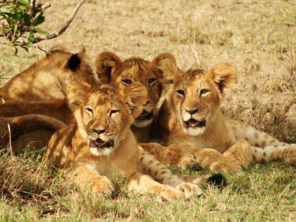 Safari en Tanzanie, lionceaux