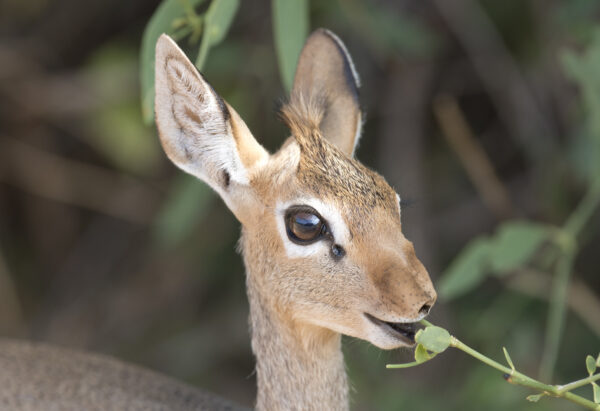 Safari Kenya, Dik Dik