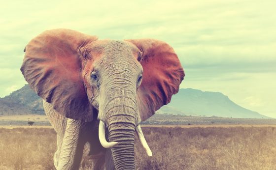 Safari Kenya, éléphant