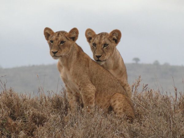 Safari au Kenya