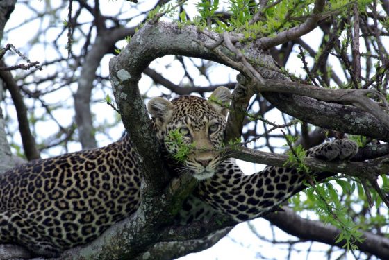 Safari au Kenya, léopard