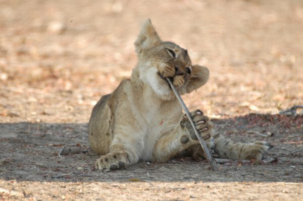 combiné Zambie / Malawi, lionceau