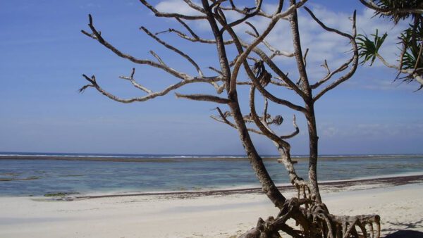 Voyage au Kenya, Mombasa