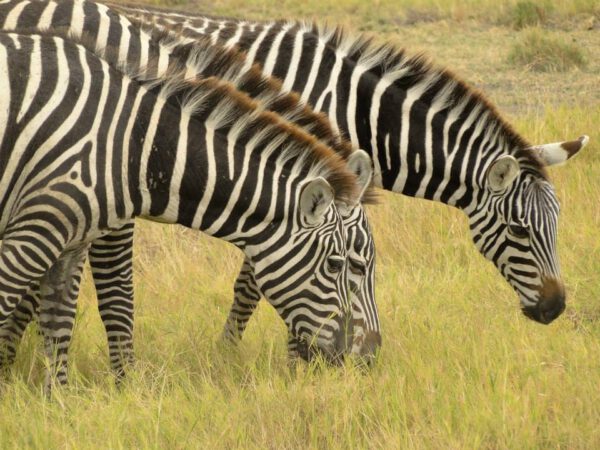 Voyage au Kenya, zèbres