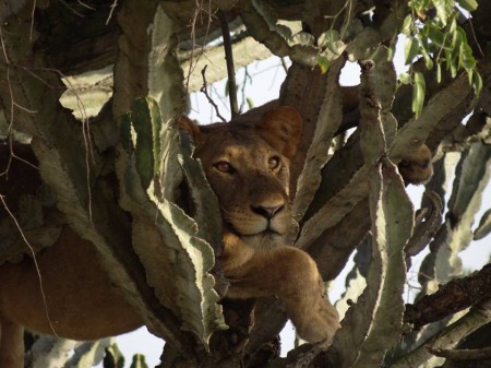 Safari Ouganda, Lionne