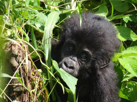 Safari en Ouganda, bébé gorille