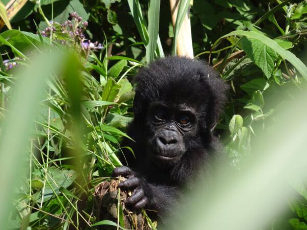 Safaris en Ouganda, bébé gorille